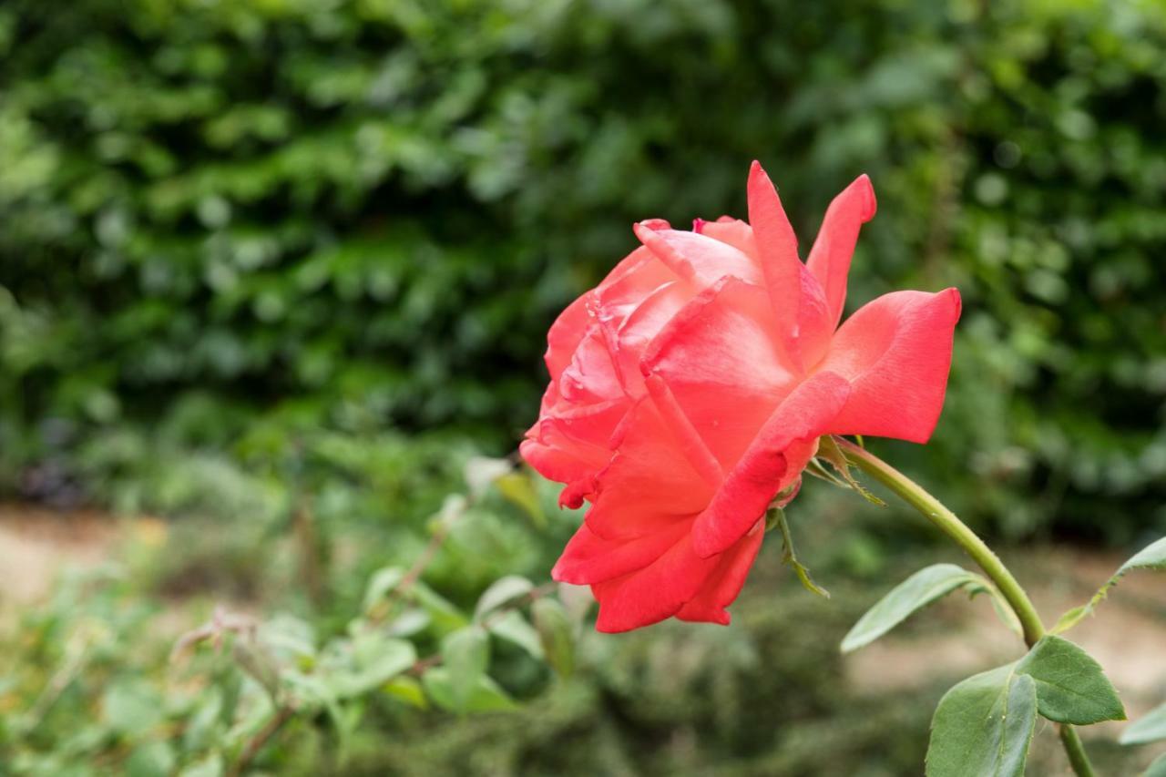 Dolce Casetta Faenza Luaran gambar